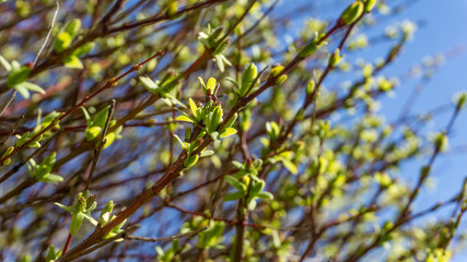 Forsythia in front of a blue sky in sunshine