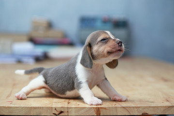 strong beagle puppy in action - obrazy, fototapety, plakaty