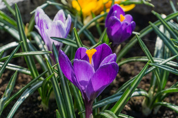 Purple crocus with green leaves in sunshine