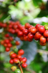 Coffee cherries on a coffee tree in Boquete, Panama 1/4