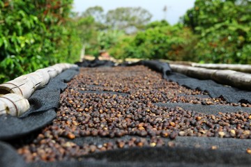 Coffee cherries lying to dry on bamboo raised beds in Boquete, Panama 1/3 - obrazy, fototapety, plakaty
