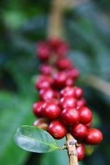 Coffee cherries on a coffee tree in Boquete, Panama 3/4
