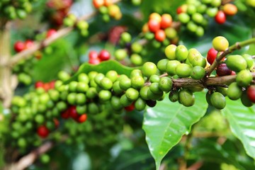 Coffee cherries on a coffee tree in Boquete, Panama 2/4