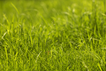 Grass Background./Grass Background 