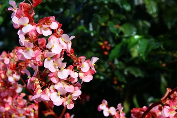 Bright pink flowers in front of a green background