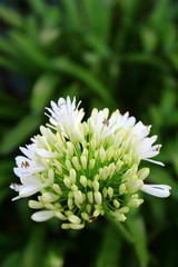 White/green flower closeup in front of a green background