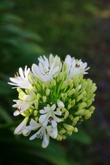 White/green flower closeup in front of a green background