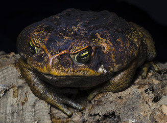 Great Cane Frog
