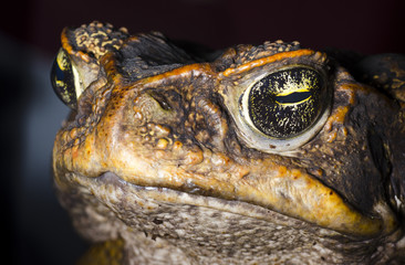 Close up of a Great Cane Frog