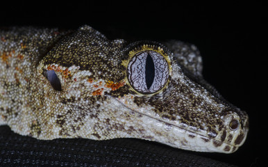 Close up of a Gargoyle Gecko