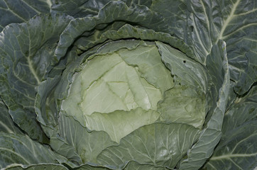 Obraz premium Organic vegetables growing in the garden