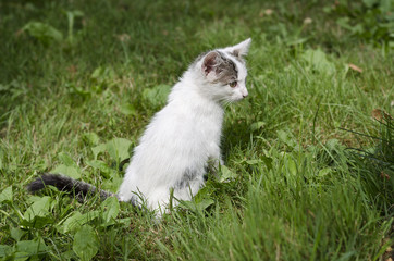 Small playing cat on the green lawn