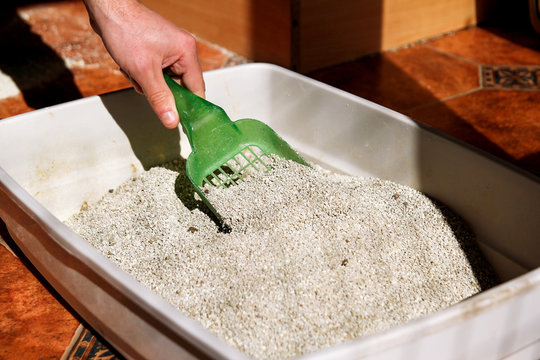 Cleaning cat litter box. Hand is cleaning of cat litter box with green spatula. Toilet cat cleaning sand cat.