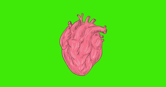 Human Heart Anatomy 2D Animation
