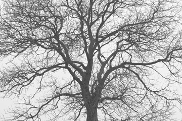 Tree crown. Slovakia