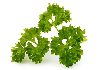 Fresh parsley herb leaves isolated on white background.