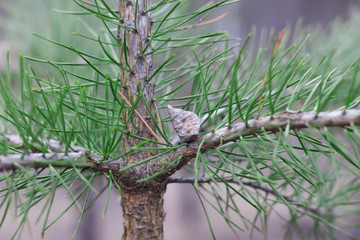 Ветка сосны © andrey2017