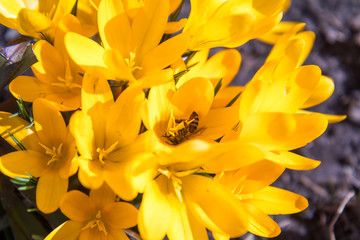 Obraz premium Bee collects nectar and flies. Violet blooming crocuses. Sunny day.
