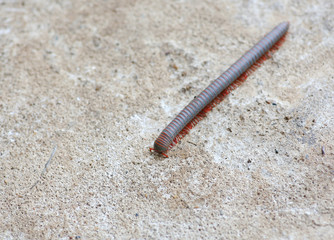 Millipede crawling on the cement ground