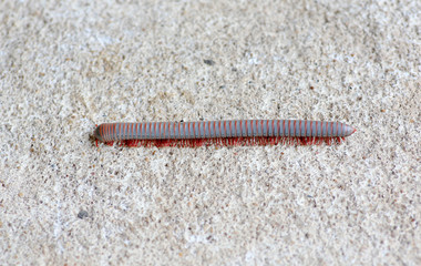 Millipede crawling on the cement ground