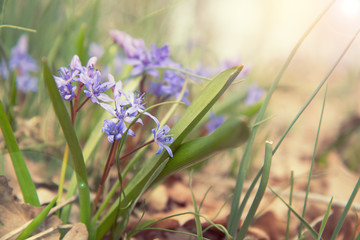 Beautiful spring flowers nature background. Wild growing blue snowdrop, Scilla bifolia, blue early spring flower. Coloring photo with soft focus. Copy space.