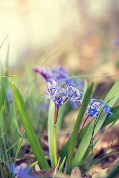 Beautiful spring flowers nature background. Wild growing blue snowdrop, Scilla bifolia, blue early spring flower. Coloring photo with soft focus. Copy space.