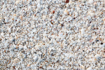Different kinds of seashells on beach