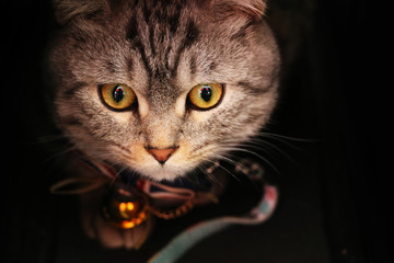 Lovely pet cat closeup, Animal portrait.