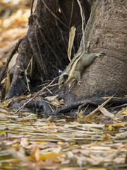 Image of chipmunk on the tree. Mammal