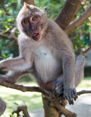 Monkey