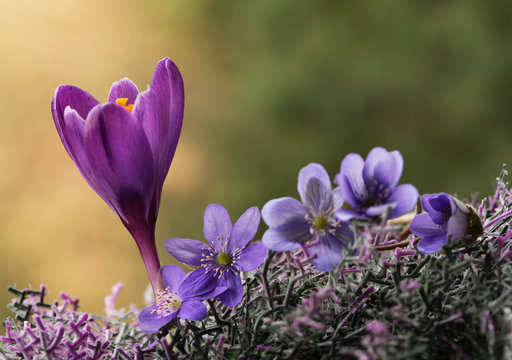 Fototapeta Wiosenne kwiaty - przylaszczki i krokus