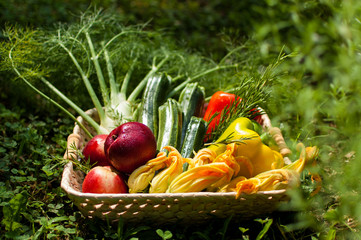 Freshly picked vegetables: peaches, zucchini, zucchini flowers, fennel, peppers, rosemary ...