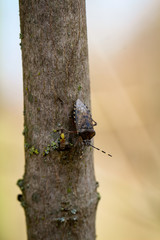 Schnabelkerfe, Wanze, Insekt, Natur