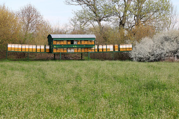 Bee hives on green field spring season