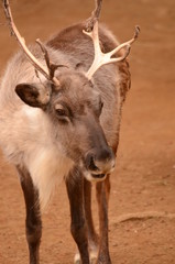 Fototapeta premium トナカイ