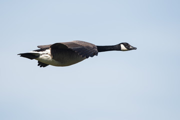 Canada Goose, Branta Canadensis