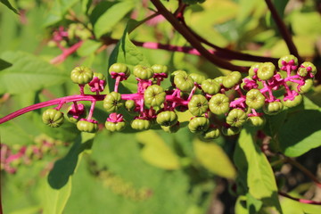  "Pokeweed" berries (or Pokeberry, Red Ink Plant, Pigeon Berry, Garnet, Poke, Poke Sallet) in St. Gallen, Switzerland. Its Latin name is Phytolacca Americana, native to eastern North America.