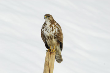 Mäusebussard auf Holzpfosten