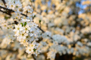 Blüten am Ast vom Kirschbaum
