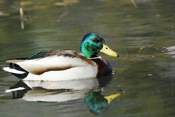 Stockente im Wasser