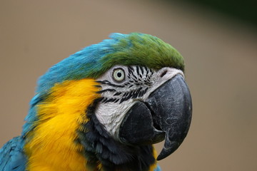 ルリコンゴウインコ