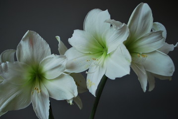 Fototapeta na wymiar Białe kwiaty