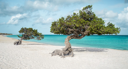 Eagle beach with divi divi trees on Aruba island