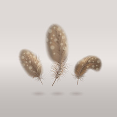 Vector Realistic Feathers