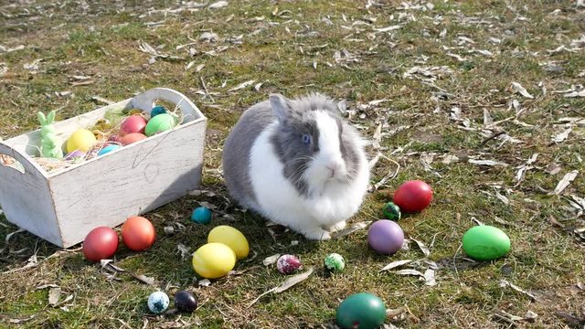 Dutch bunny near the multicolor Easter eggs