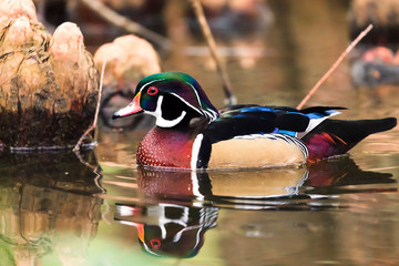 Canard carolin mâle - Aix sponsa - Wood Duck
