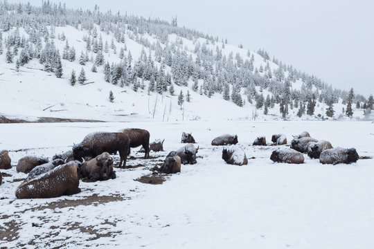 Snowy american bison