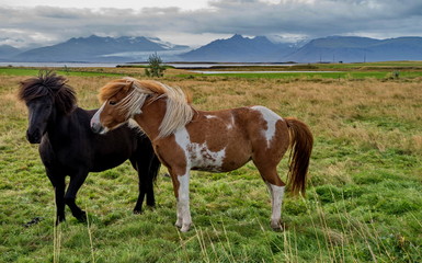 Naklejka na ściany i meble Icelandic horse