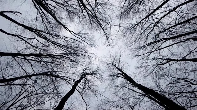 Walking and Looking up at a Crones of Autumn Trees Without Leaves. Dry Bare Autumn Trees View From the Bottom up