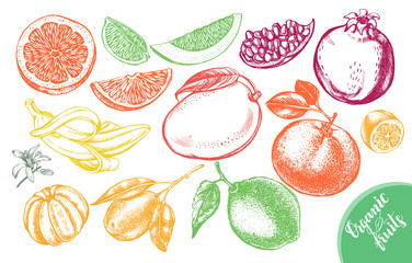 Ink hand drawn set of different kinds of citrus and tropical fruits. Food elements collection for design, Vector illustration.